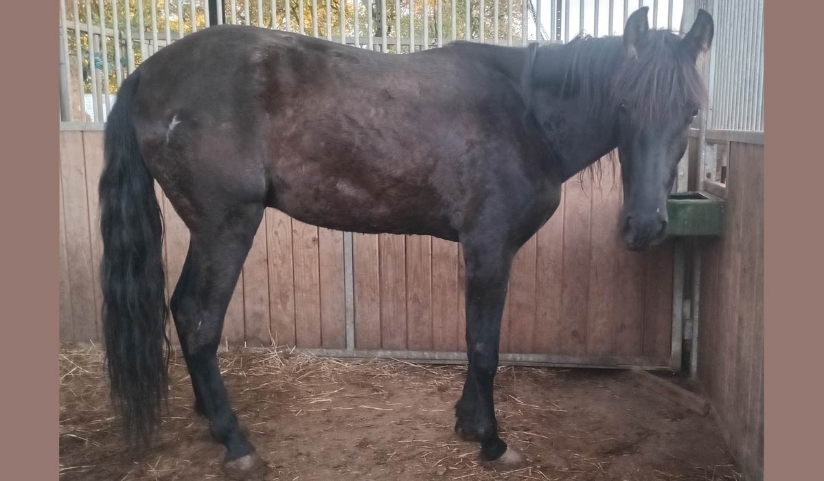 Majico : un cheval au parcours bouleversant Majico : un cheval au parcours bouleversant