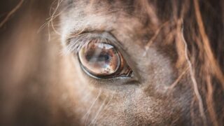 Italie : une initiative populaire pour faire des chevaux des animaux de compagnie
