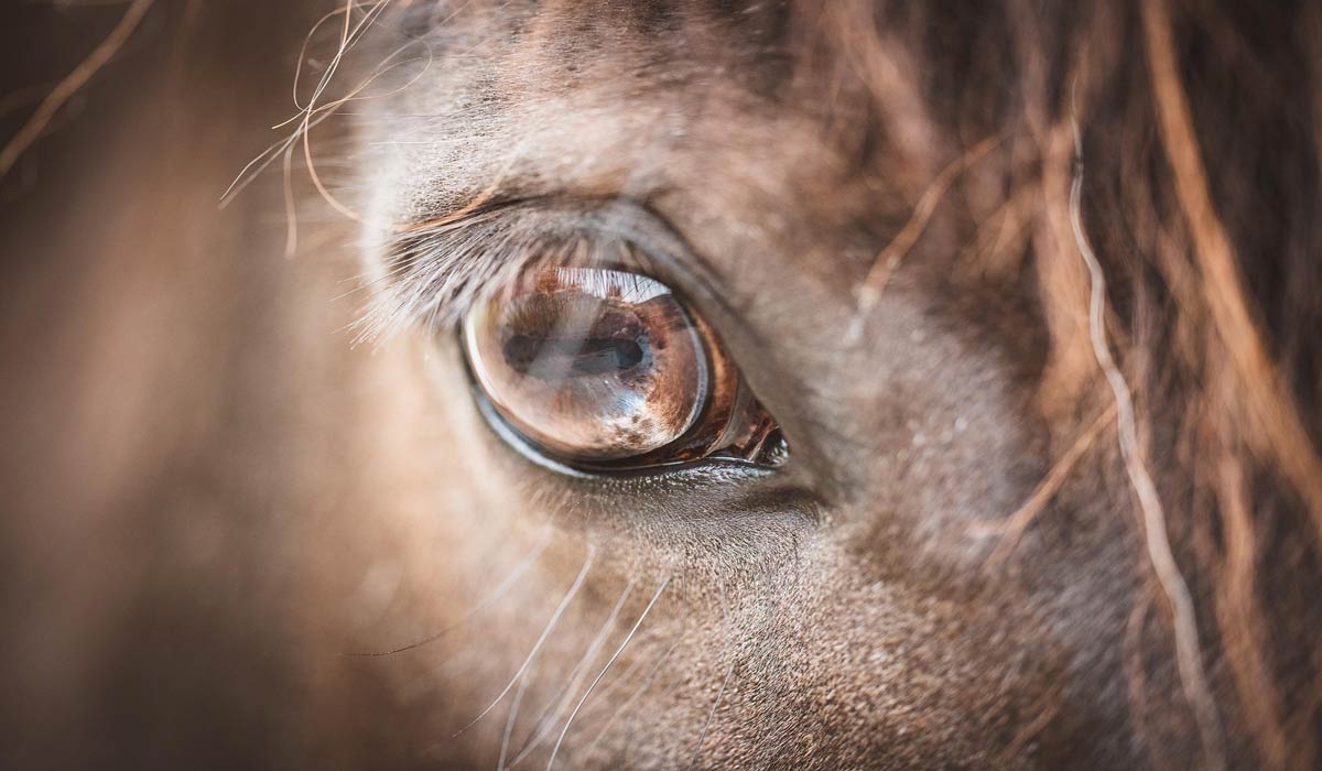 Italie : une initiative populaire pour faire des chevaux des animaux de compagnie