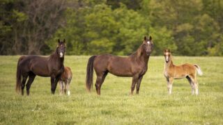 Lutte nationale et internationale contre l’hippophagie