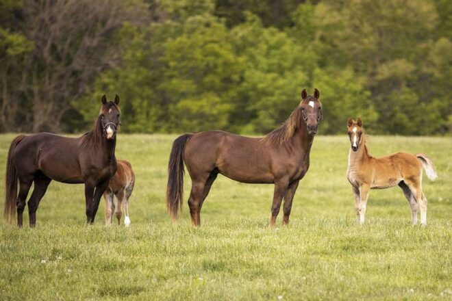 Lutte nationale et internationale contre l’hippophagie