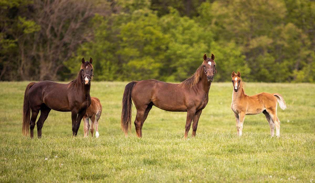Normandie : le Parti animaliste exige justice face aux mutilations et morts de chevaux près du Havre