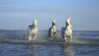 Pétition pour imposer la Déclaration européenne des droits de l’animal dans le débat public
