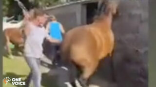 Plainte pour des chevaux maltraités : One Voice porte la voix de ces animaux en justice