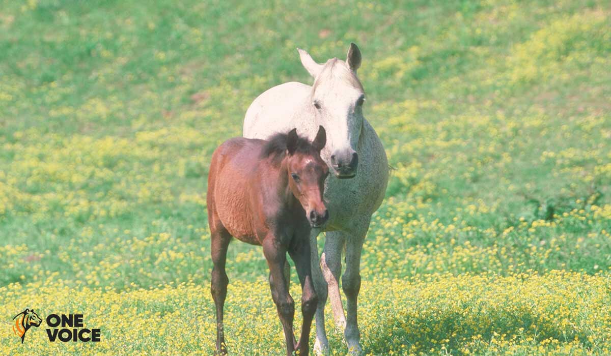 À Gigean dans l’Hérault, le scandale des animaux empoisonnés en pleine nature