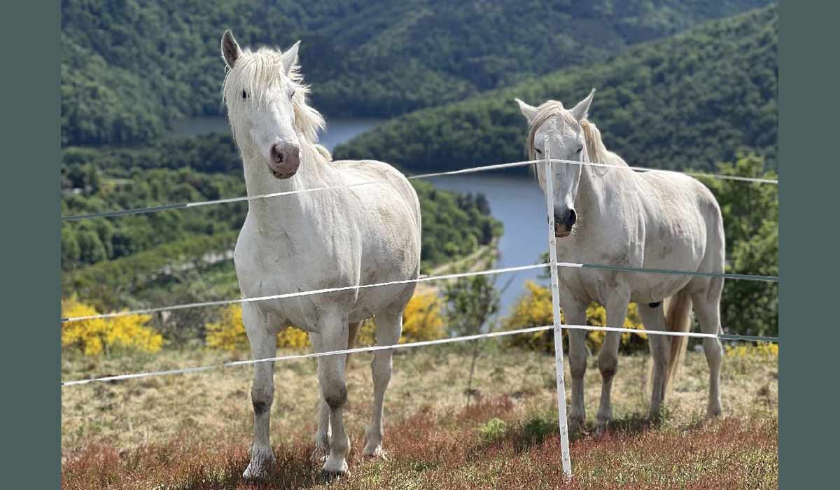 Rencontre en terre de cœur avec l’association HeartkLand