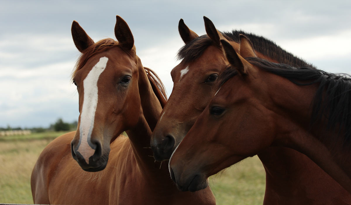 Chevaux frappés, affamés et présumé étouffés : le gérant de Lucky Horse devant la justice le 4 novembre Chevaux frappés, affamés et présumé étouffés : le gérant de Lucky Horse devant la justice le 4 novembre