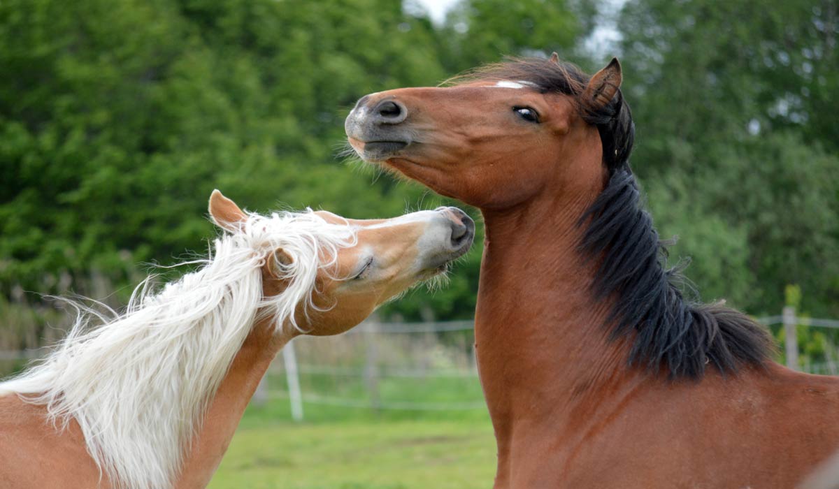 Le virus West Nile s’étend en France : quelles solutions pour nos chevaux ? Le virus West Nile s’étend en France : quelles solutions pour nos chevaux ?