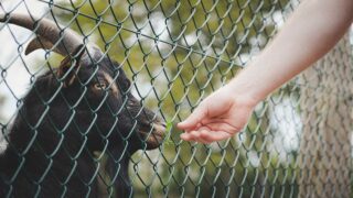 L’entraide : moteur essentiel de la protection animale