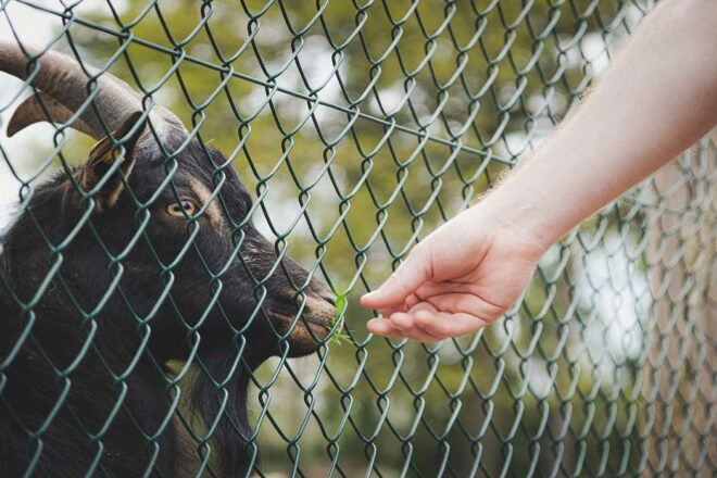 L’entraide : moteur essentiel de la protection animale