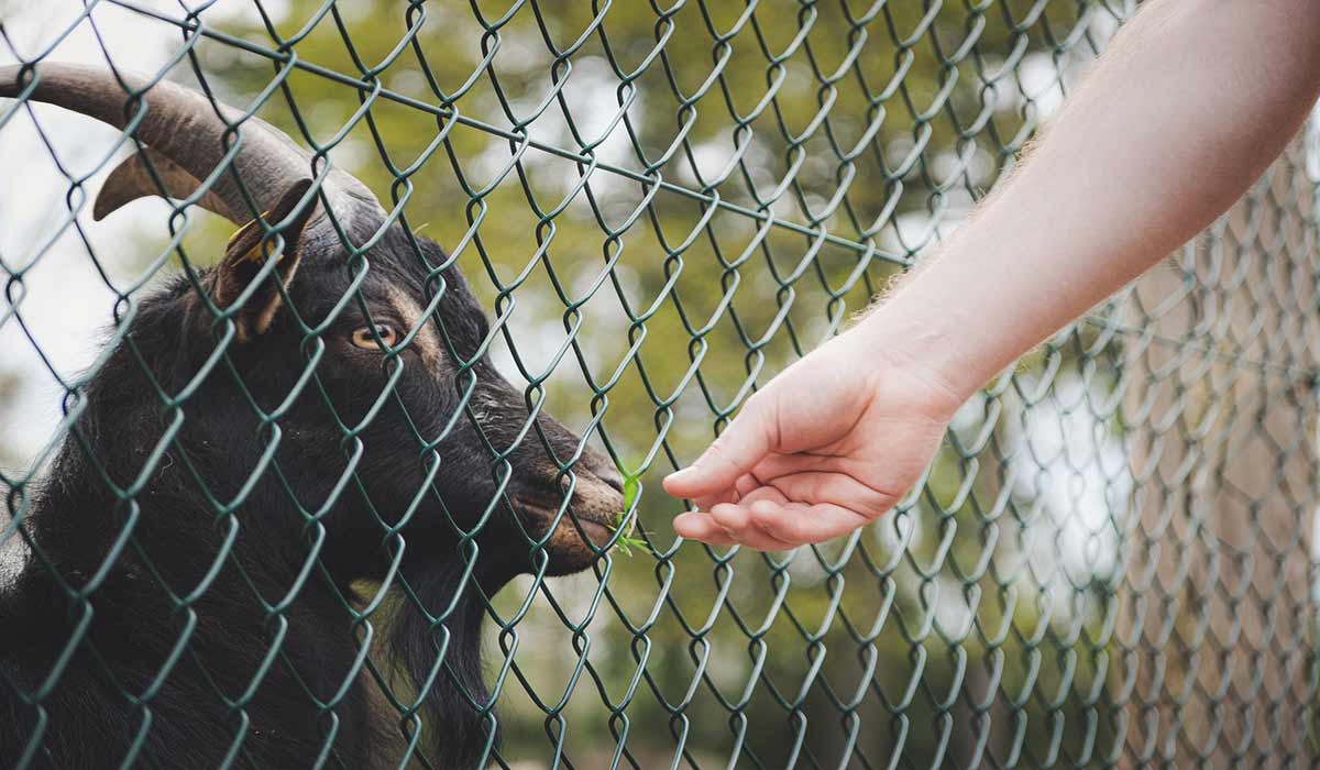 L’entraide : moteur essentiel de la protection animale