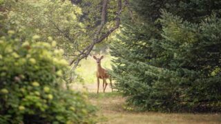 Accidents de chasse en hausse : une réforme ambitieuse s’impose !