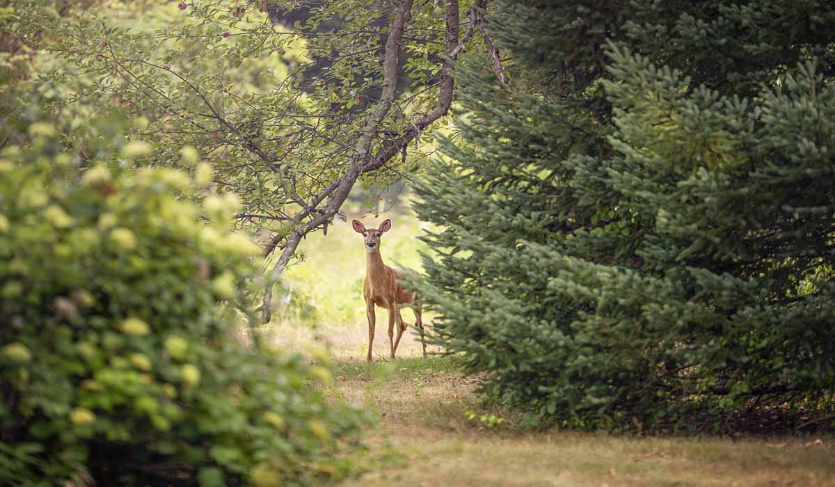 Accidents de chasse en hausse : une réforme ambitieuse s’impose !