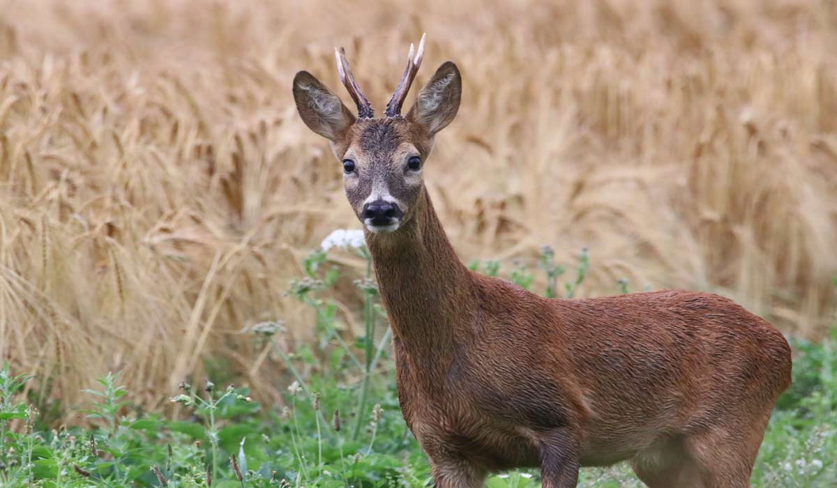 La chasse et les ennemis de la Terre