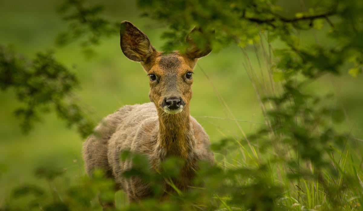 Une proposition de loi pour protéger la faune sauvage des impacts d’événements climatiques extrêmes