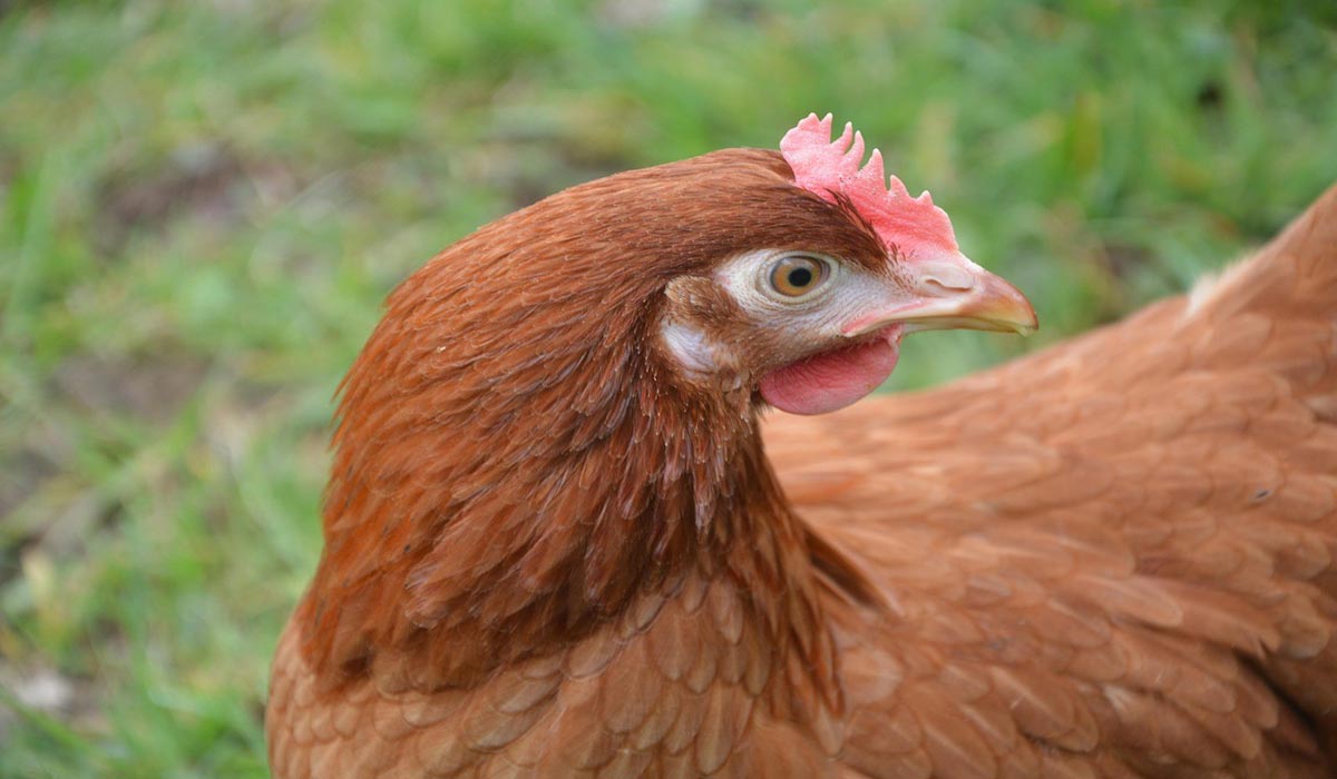 Accord commercial UE-Ukraine : engagement envers les normes de bien-être animal