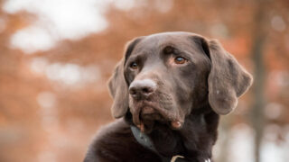 Alimentation animale : revenir aux fondamentaux pour mieux répondre à leurs besoins