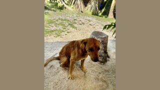 Interventions au colloque du 30 septembre 2025 et 1er octobre à l’Université de Polynésie française