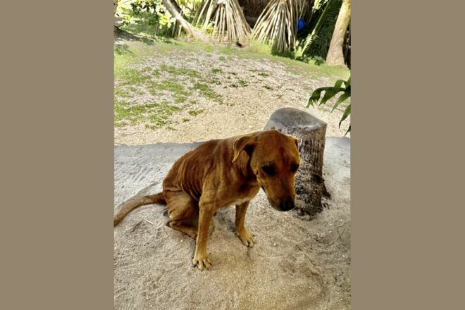 Interventions au colloque du 30 septembre 2025 et 1er octobre à l’Université de Polynésie française