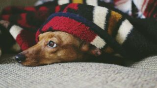 L’animal du foyer : un outil dans la lutte contre les violences intrafamiliales ?