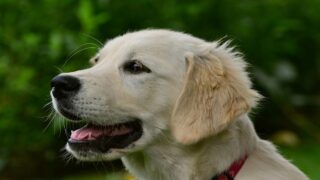 14 juillet : une soirée de cauchemar pour de nombreux chiens et chats