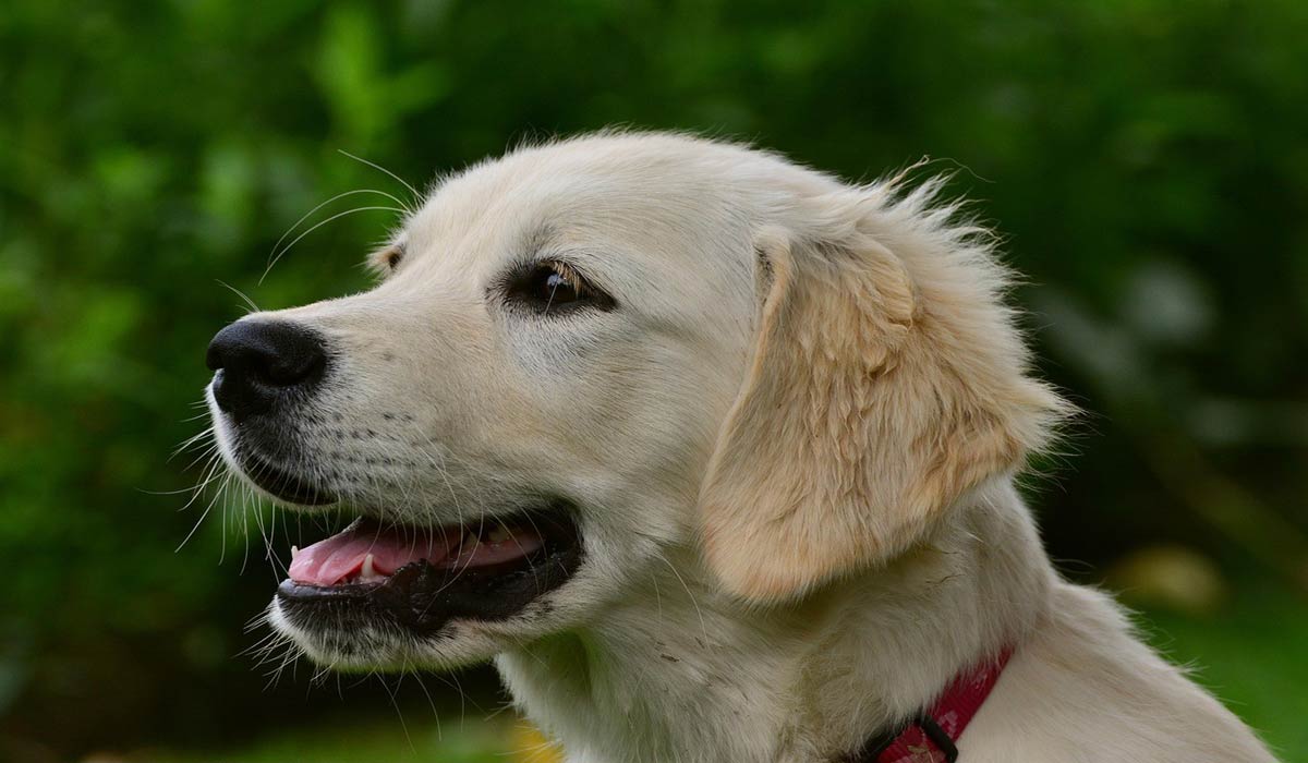 14 juillet : une soirée de cauchemar pour de nombreux chiens et chats
