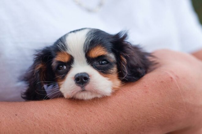 Le métier d’Auxiliaire Spécialisée Vétérinaire