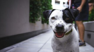 Chien errant, chien victime de morsures : quels recours ?