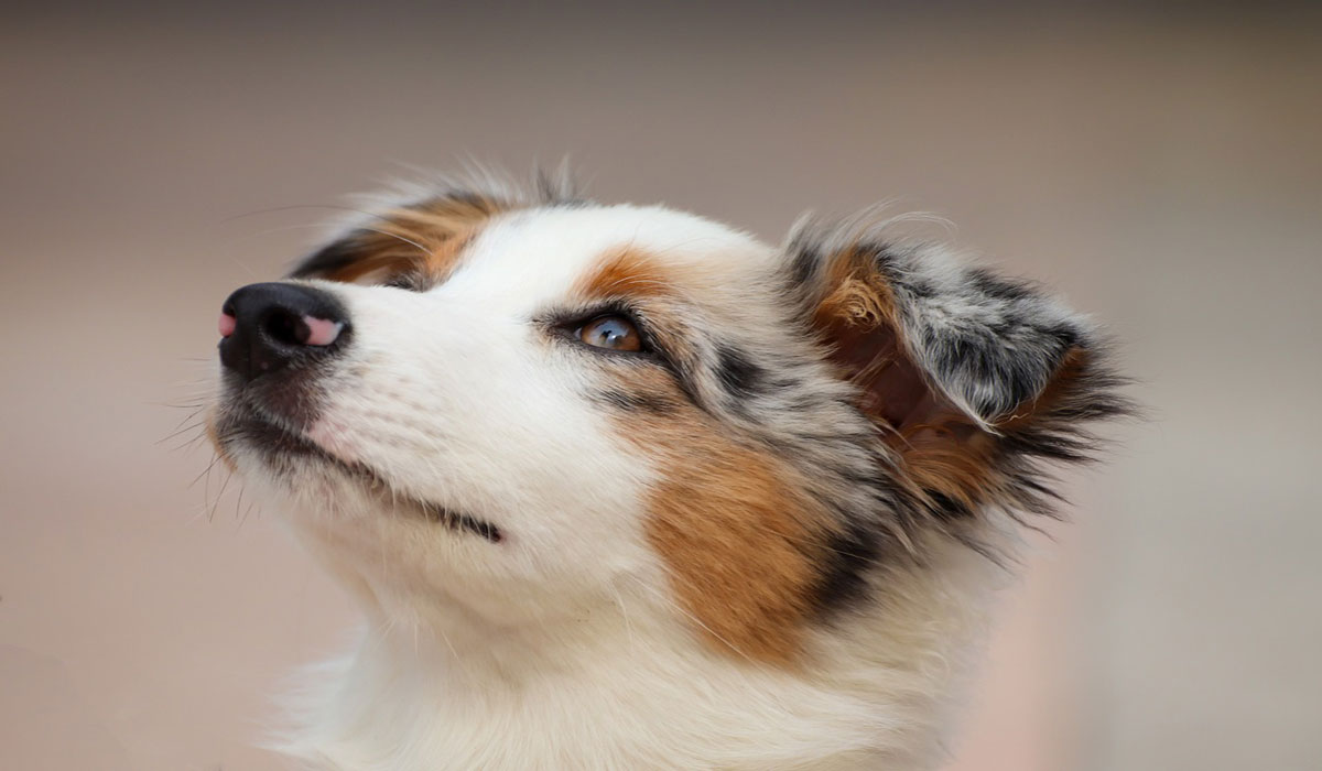 Le Berger Australien et le chat Européen restent les chiens et chats préférés des Français