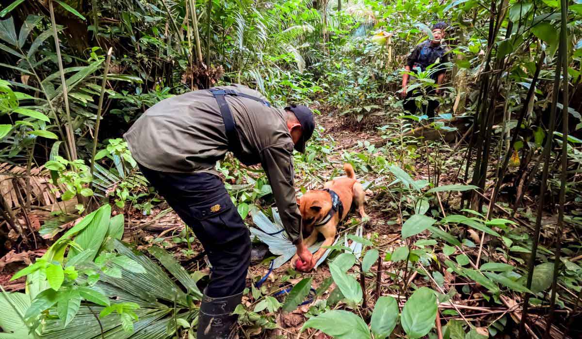 Un Français s’engage dans la protection du rhinocéros de Java, l’un des mammifères les plus menacés au monde