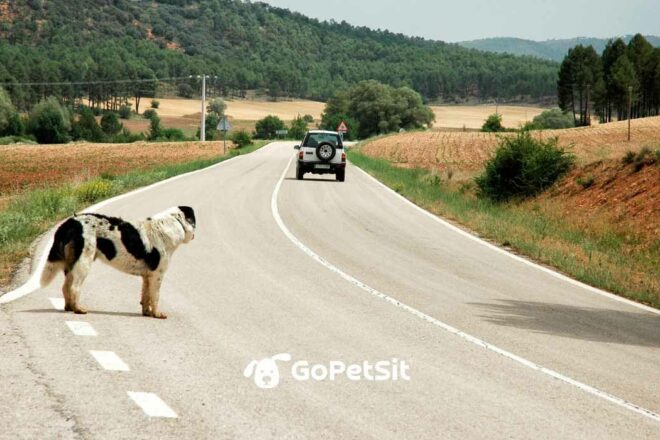 Abandon d’animaux : un chiffre alarmant. Quelle solution ?