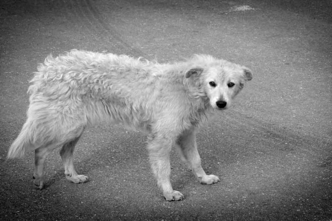 Le délit d’abandon d’animal, dialogue entre théorie et pratique