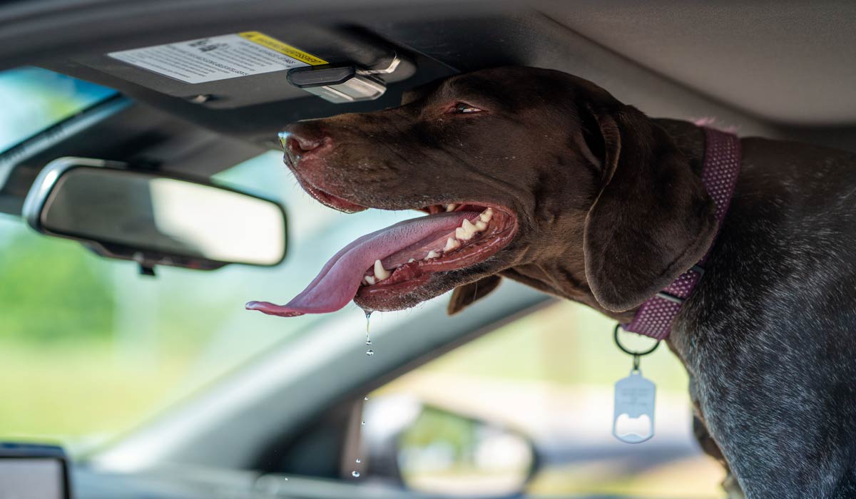 Canicule : “des chiens meurent en ce moment dans toute la France” alerte le 3115, urgences vétérinaires Canicule : “des chiens meurent en ce moment dans toute la France” alerte le 3115, urgences vétérinaires