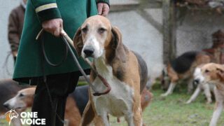 One Voice s’oppose à l’extension d’une prison géante pour chiens « de chasse à courre » en Vendée