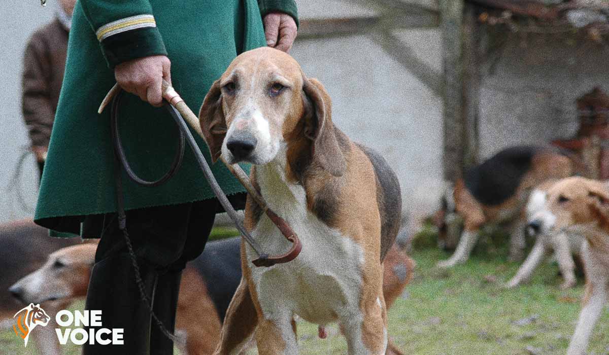 One Voice s’oppose à l’extension d’une prison géante pour chiens « de chasse à courre » en Vendée