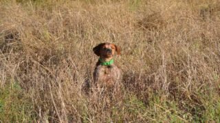 Du 10 au 23 septembre, One Voice se mobilise pour une réforme radicale de la chasse et les chiens