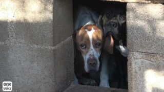 Méfaits de la chasse : One Voice se mobilise et sensibilise dans dix villes de France les 8 et 9 octobre