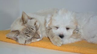 Recevez et testez des produits gratuits pour vos animaux !