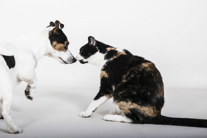 Acquérir ou non un chien ou un chat : résultats d’une enquête