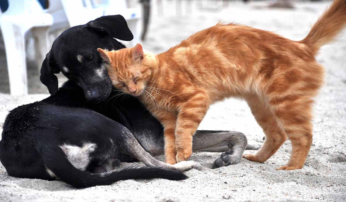 Un été sans puces ni tiques : les conseils d’Anju Beauté pour protéger chiens & chats