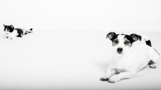 Nouvelle Pet-sitter à Tournefeuille et alentours