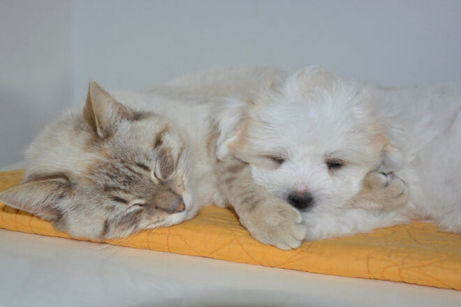 Humanimal : un collectif au service des animaux et de leurs propriétaires