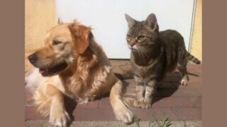 Les chats et les chiens bénéficieront d’une protection renforcée suite à l’adoption d’une première réglementation par l’UE