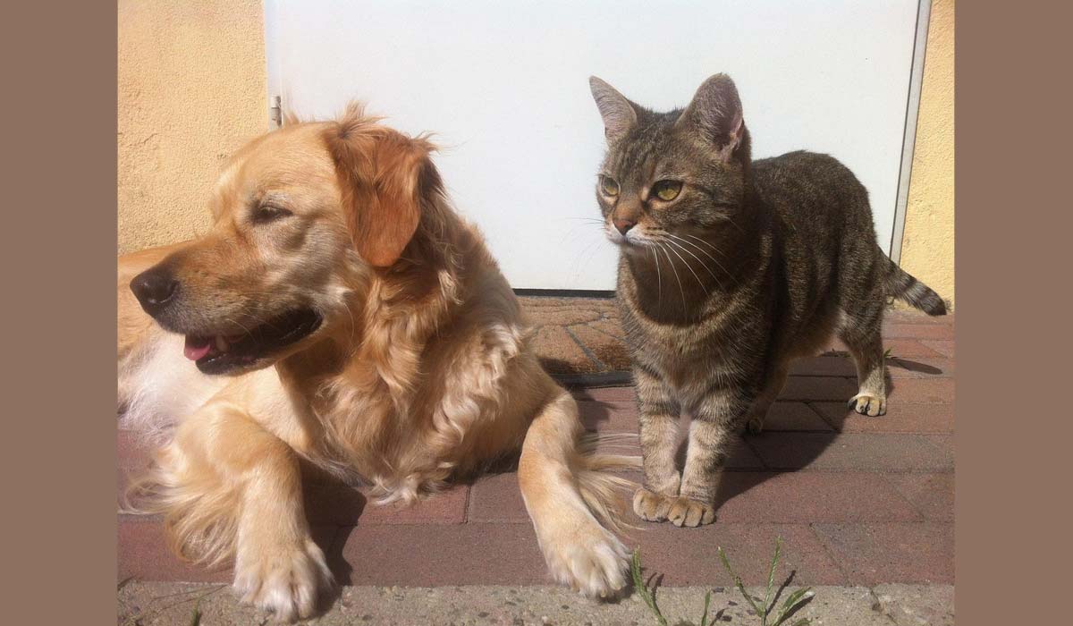 Les chats et les chiens bénéficieront d’une protection renforcée suite à l’adoption d’une première réglementation par l’UE