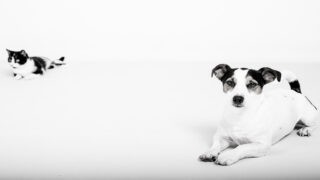 Du 10 au 16 juin 2024 6ème édition de la Semaine Nationale de l’Identification des chiens et des chats