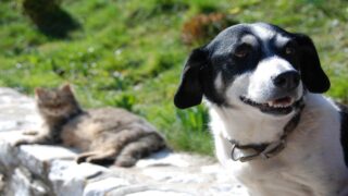Ingenium animalis : nouvelle cohabitation homme-animal : les municipalités sont-elles au rendez-vous ?