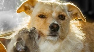 La SPA, le ministère de l’Intérieur et le ministère de l’agriculture signent un partenariat pour lutter contre la maltraitance animale