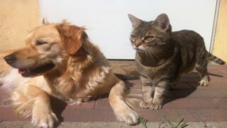 A la croisée de la donnée animale Ingenium animalis publie la première édition de son panorama des animaux de compagnie
