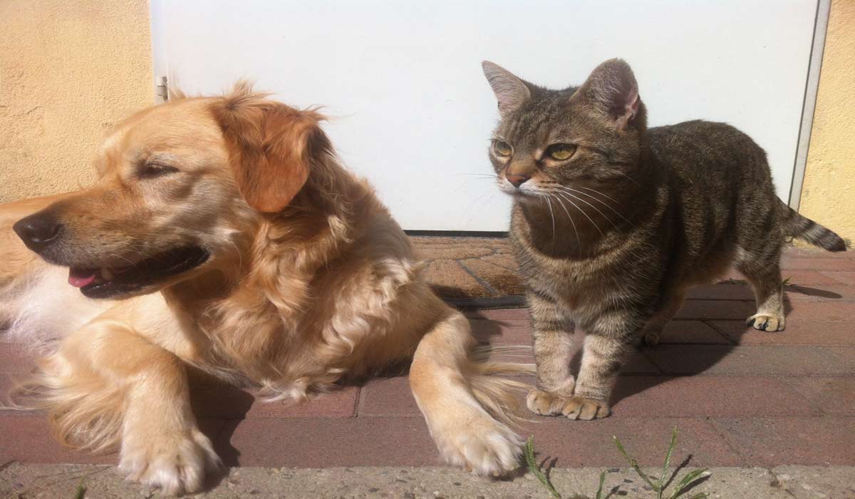 A la croisée de la donnée animaleIngenium animalis publie la première édition de son panorama des animaux de compagnie A la croisée de la donnée animaleIngenium animalis publie la première édition de son panorama des animaux de compagnie