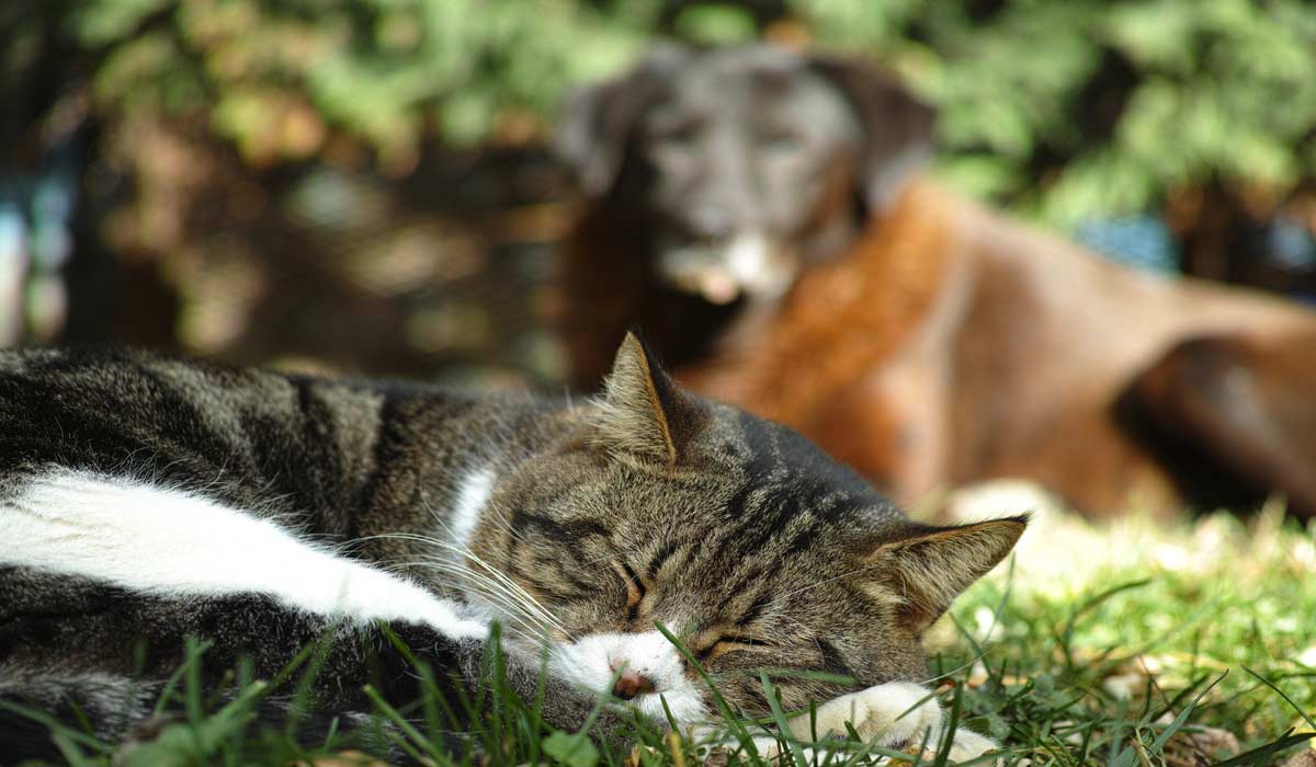 Solidarité Peuple Animal salue une avancée majeure tout en appelant à une mise en œuvre rapide des engagements Solidarité Peuple Animal salue une avancée majeure tout en appelant à une mise en œuvre rapide des engagements